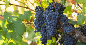Uva Primitivo