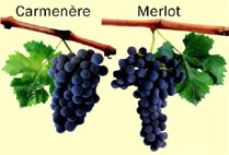 As diferenças entre a Merlot e a Carmenere